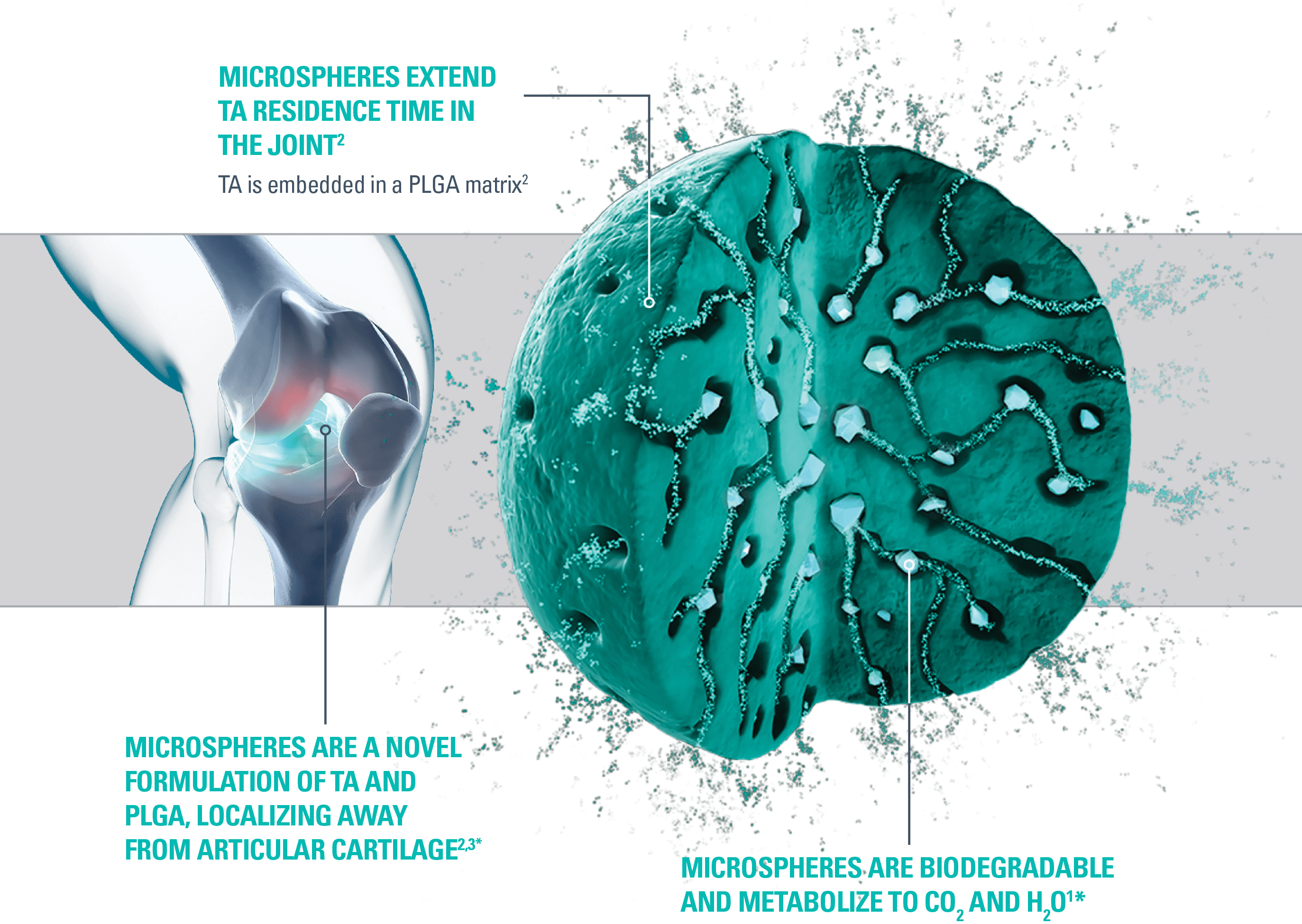 ZILRETTA microsphere structure illustration